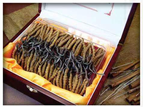 仁化冬虫夏草回收